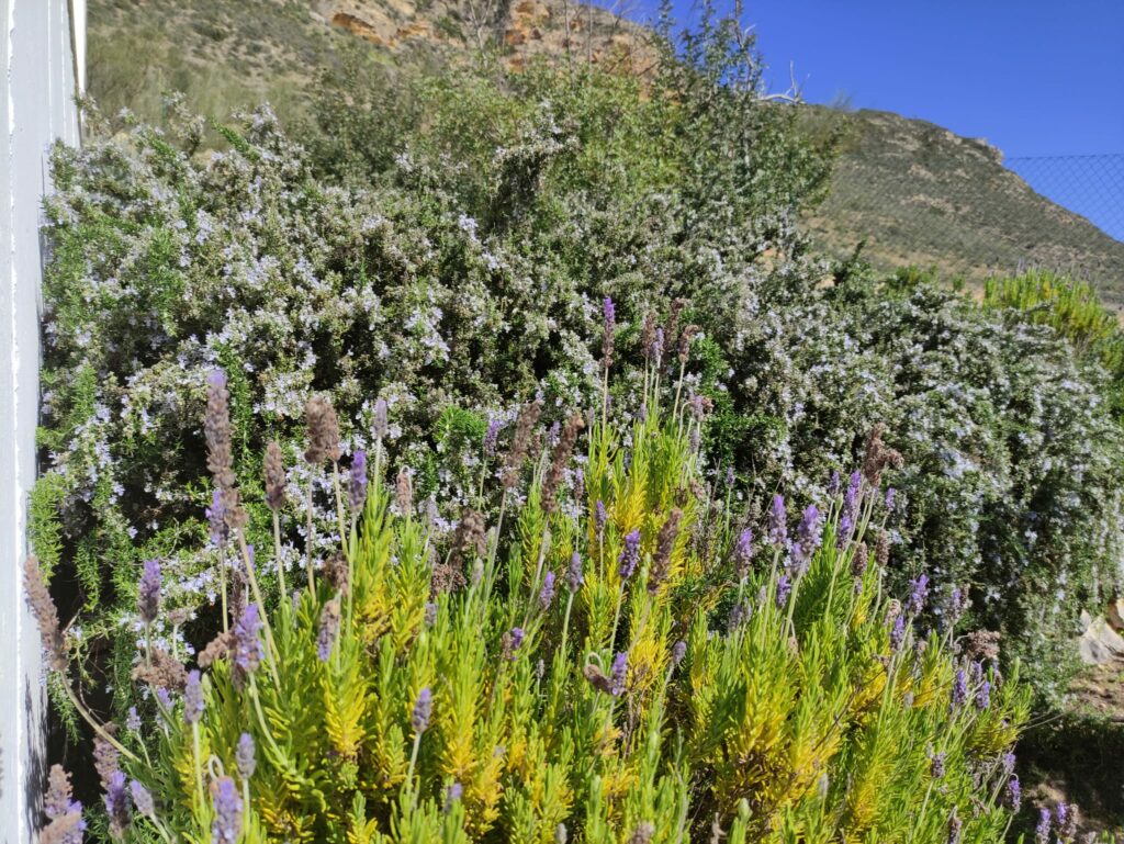 Romero y lavanda CIE Iznájar